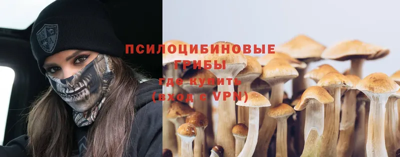 Псилоцибиновые грибы Psilocybe  купить наркотики сайты  Моздок 