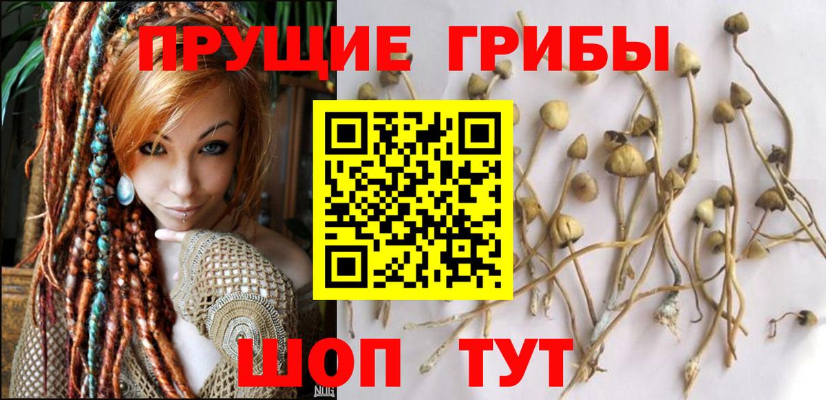 Галлюциногенные грибы Psilocybe Моздок